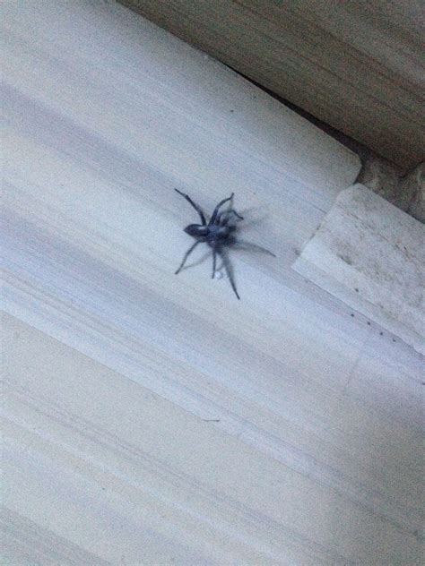家里有蜘蛛代表什么